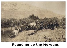 Rounding up the Morgans