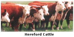 Hereford Cattle